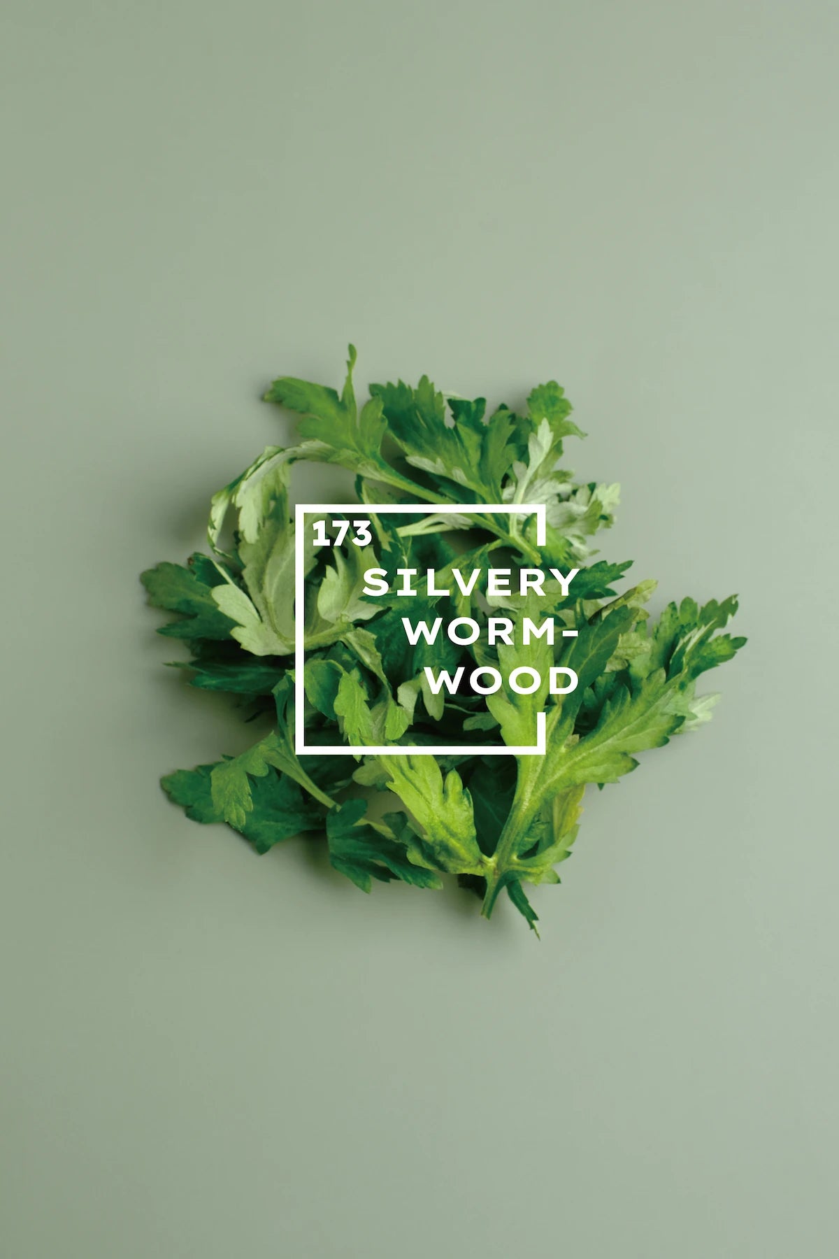 onecolours-silvery-wormwood-natural-dyes-sn173